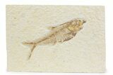 Detailed Fossil Fish (Diplomystus) - Wyoming #373757-1